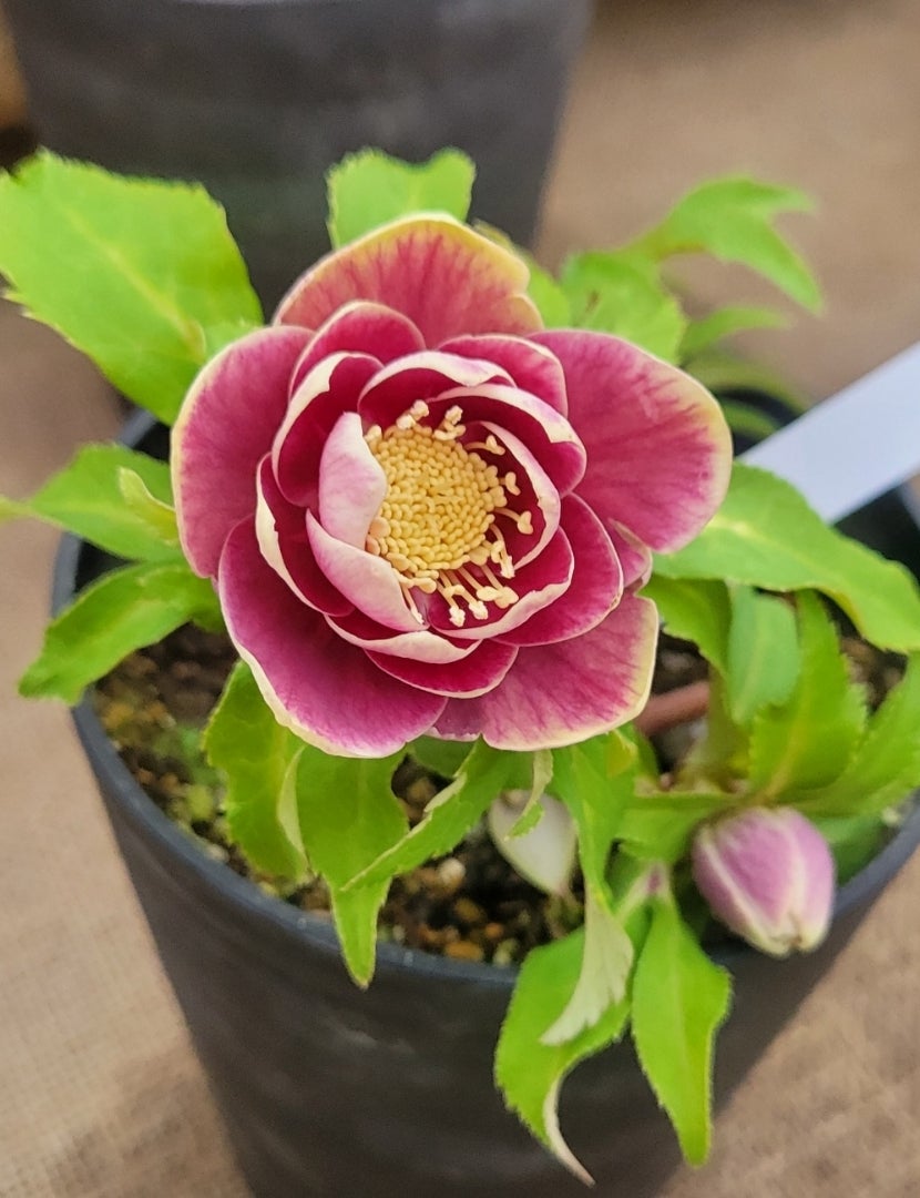 クリスマスローズフェア♪広瀬園芸さんのクリスマスローズが素敵でした