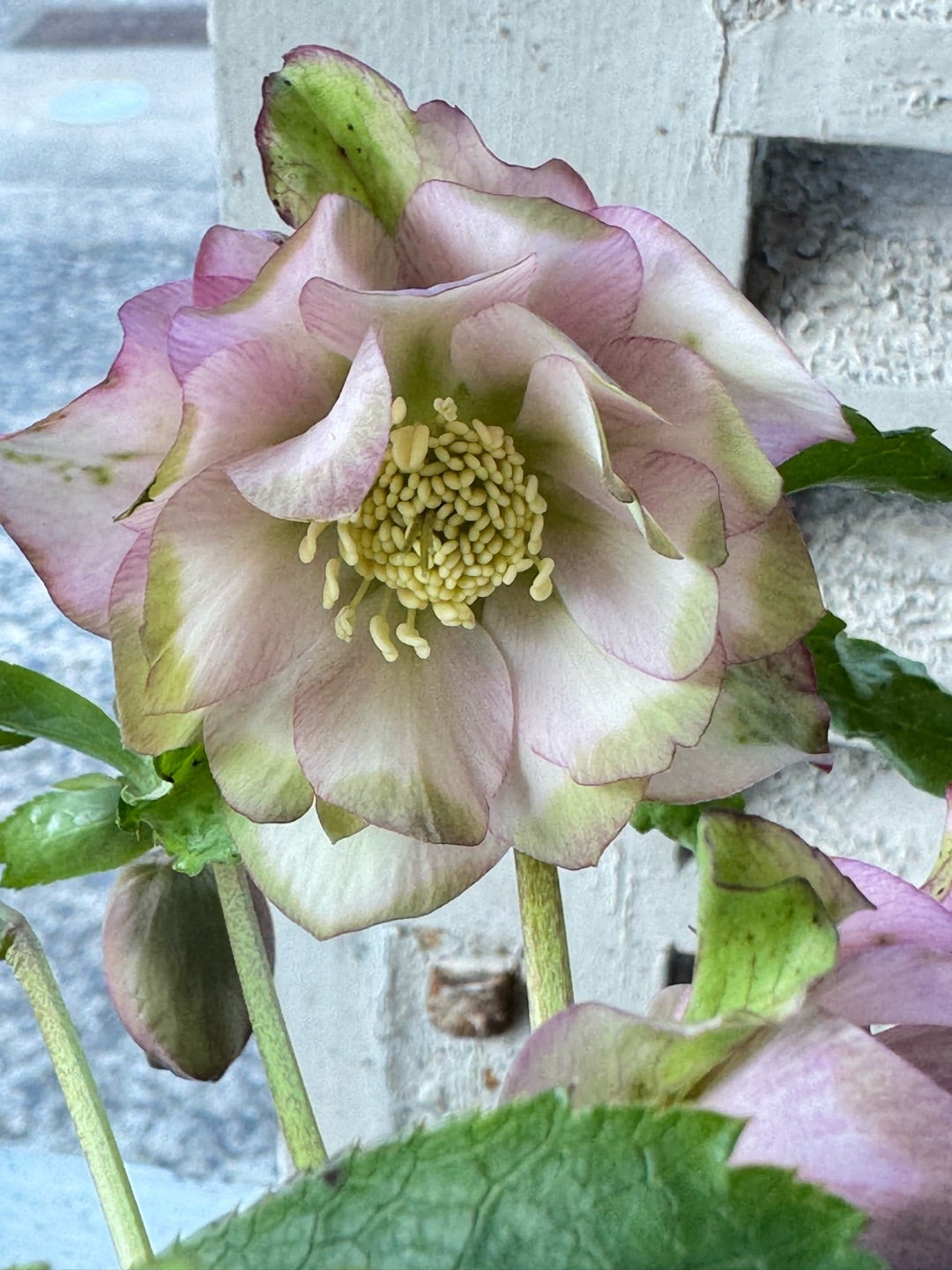 曽田園芸さんのクリスマスローズ利休販売中♪ | Le Ciel 鳥取県倉吉市