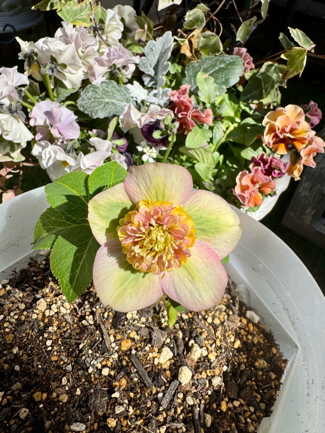 加藤農園さん購入クリロー5つご紹介♪＊アンティークモーリー＊新着