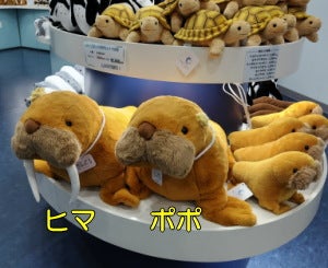 世の中で一番かわいくて大きなセイウチぬいぐるみ？ | 【公式ブログ