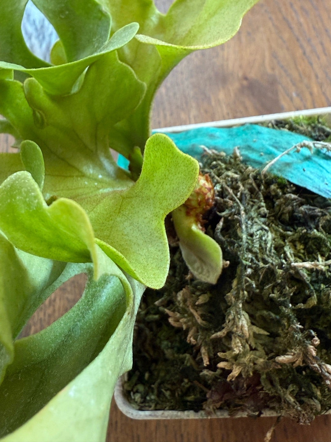 ビカクシダ リドレイドワーフ（P. ridleyi Dwarf) | calmplantsの