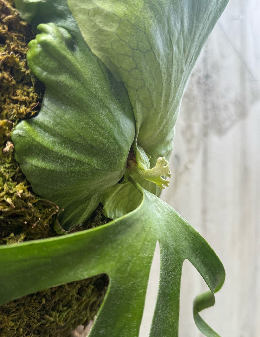 ビカクシダ コアラ (P. coronarium 'Koara') | calmplantsのビカクシダ