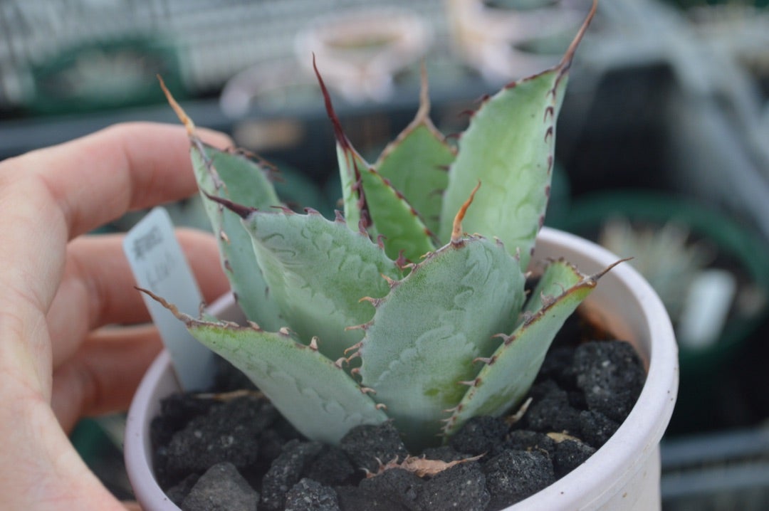 アガベ パリー トランカータ実生選抜個体たち | ~龍の巣窟~