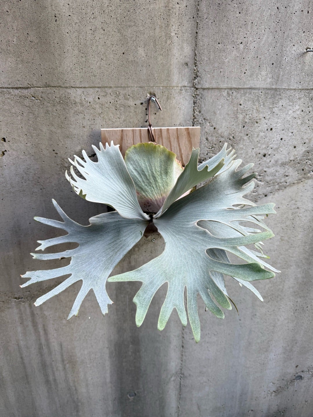 その後のビカクシダ ホワイトギズモ⑥ | calmplantsのビカクシダブログ