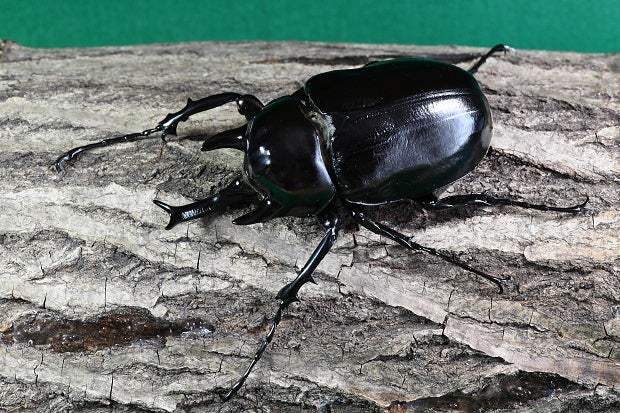 無名（不明）のヤヌスゾウカブト「 Megasoma janus ssp. 」 | 昆虫漂流記