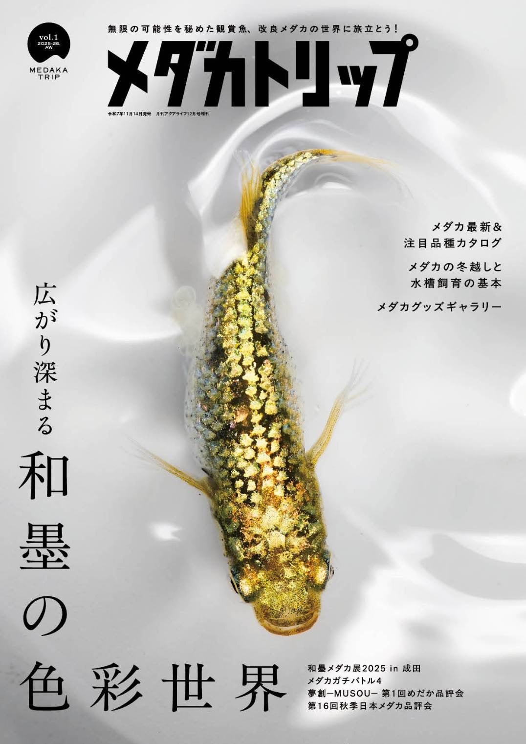 ゴールドクイーン 夜桜だるま エンゼル | つくしめだかのブログ