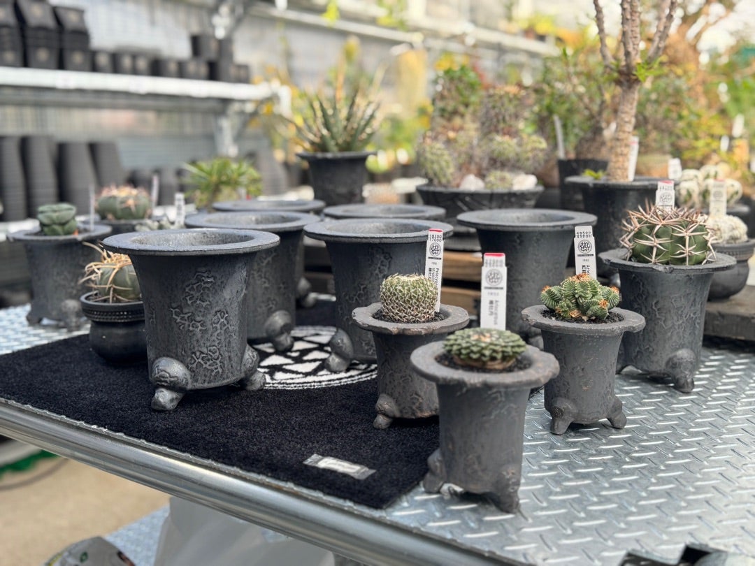 鶴仙園池袋店入荷情報‼️ | 鶴仙園 Official Blog