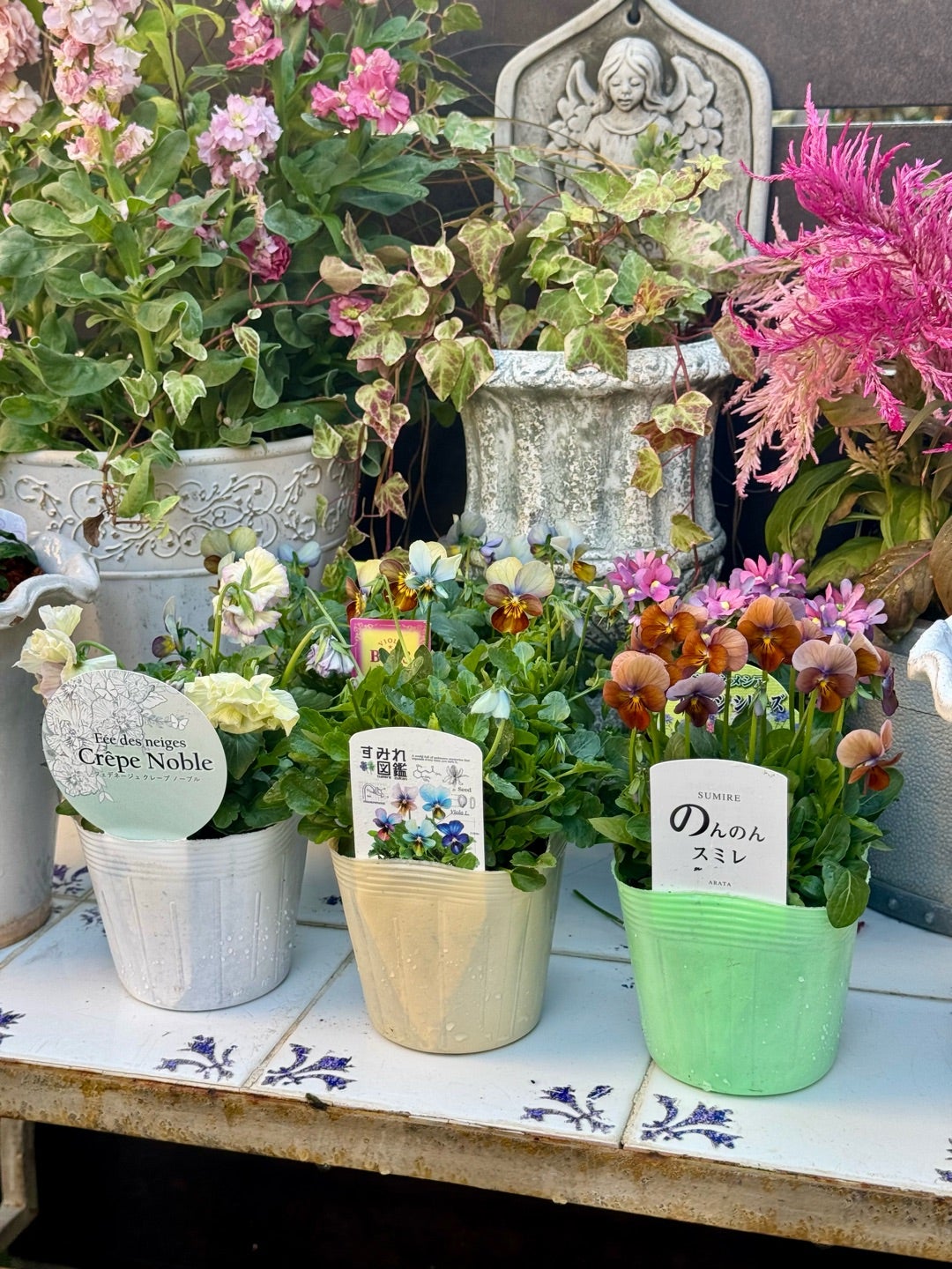 アイクルールの寄せ植えが完成♪＊素敵便＊遂にすみれ図鑑が