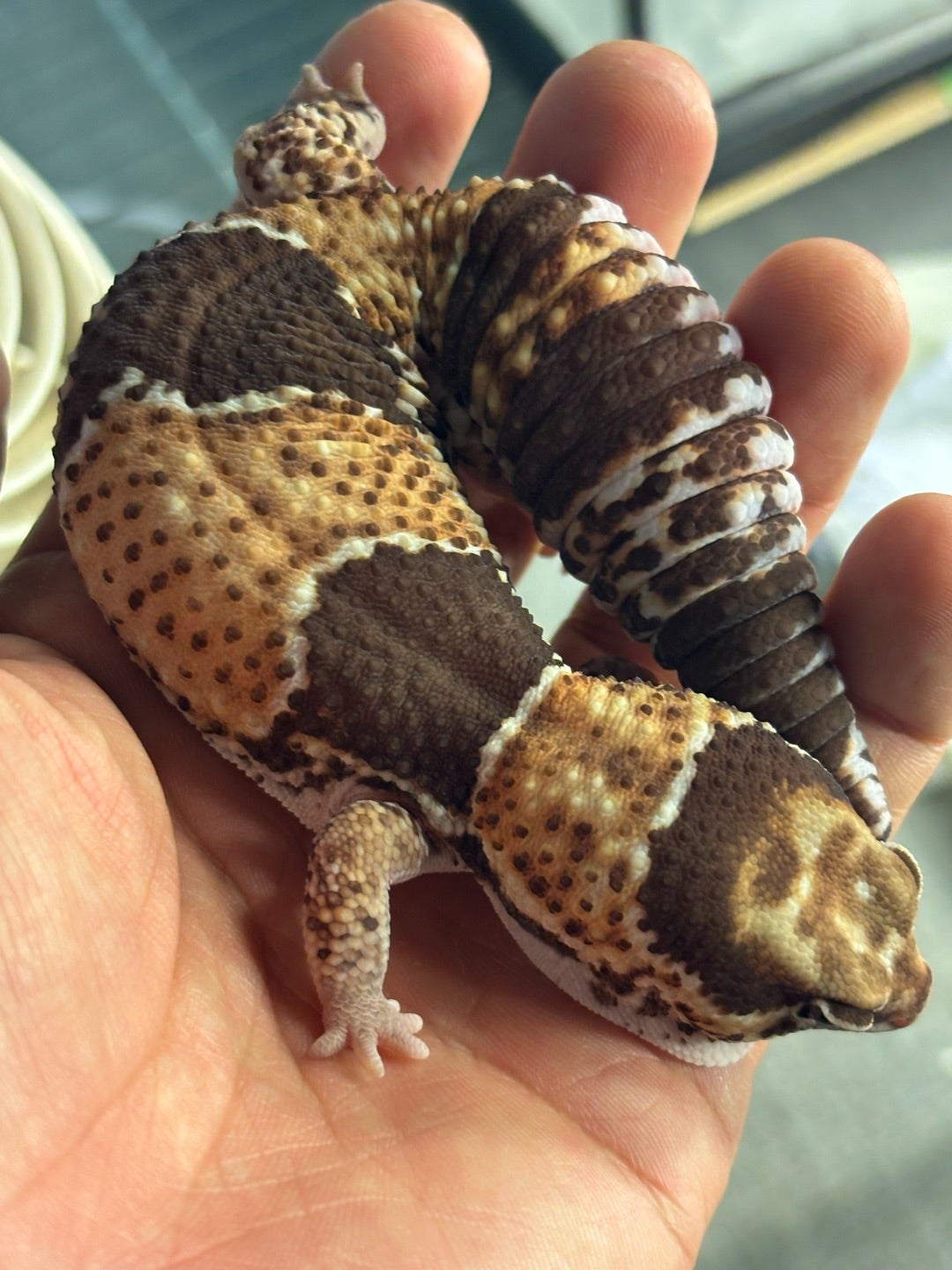 ヒートケーブル。 | 凪reptile 〜賑やかな爬虫類園〜