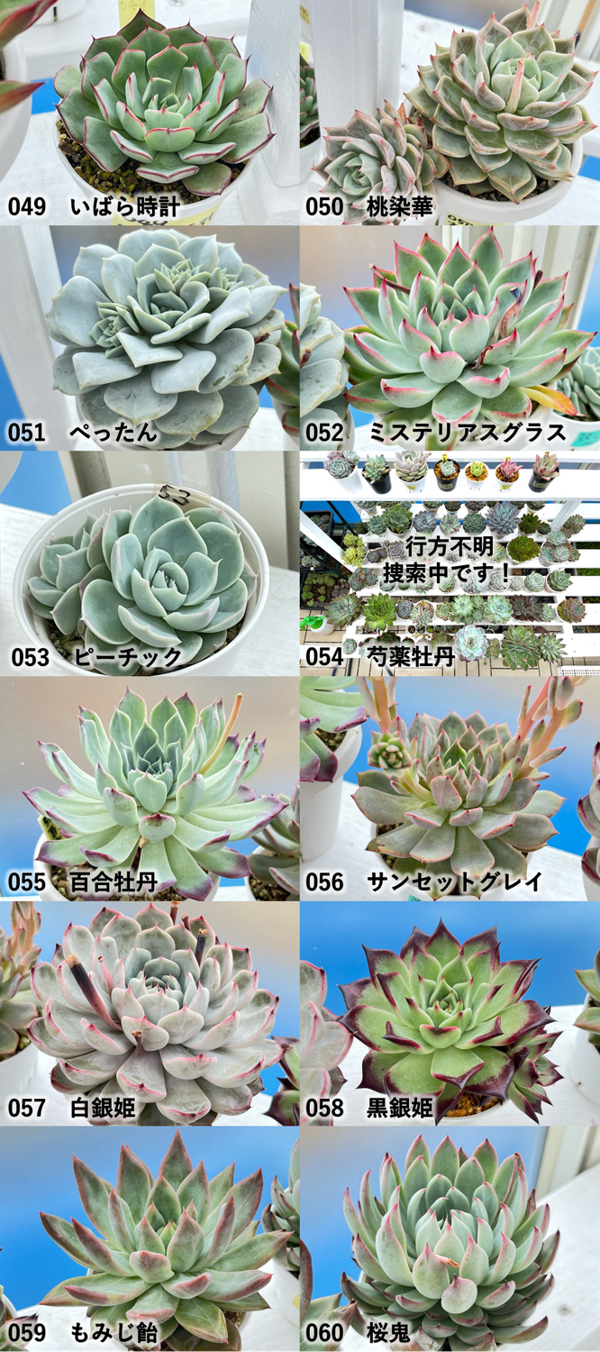 2025年度のおらいさん苗ミックスベリアまとめ一覧‼️図鑑完全版に一つ