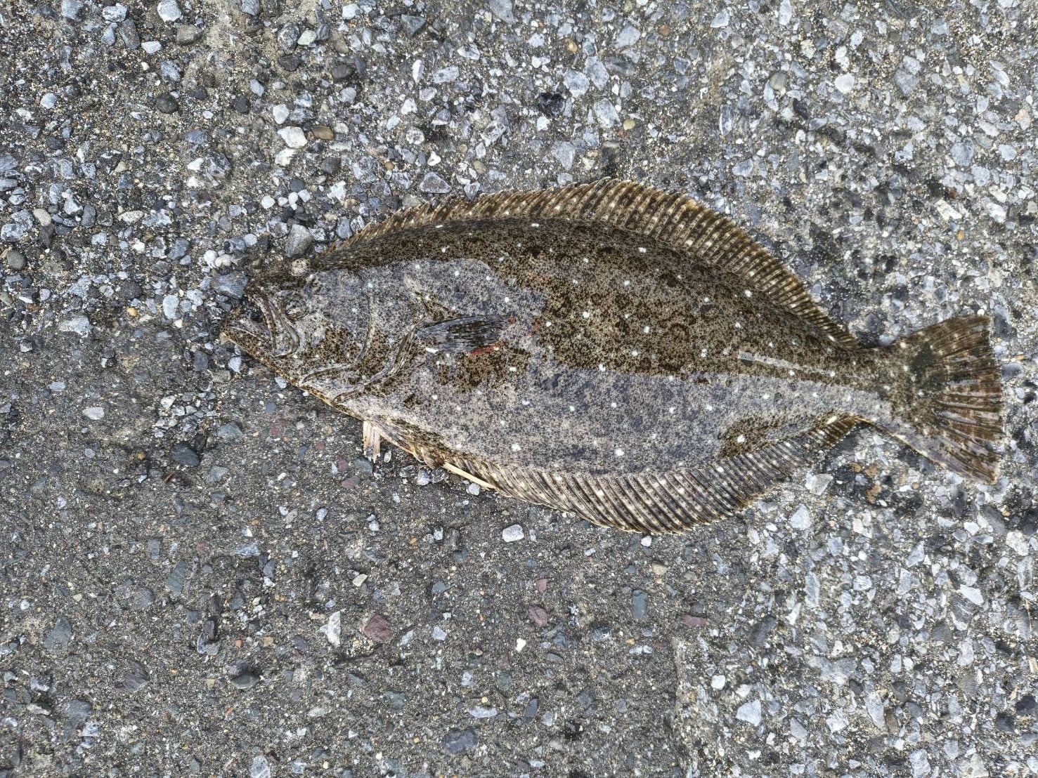 マリア チョビーF125 ヒラメ ヒラスズキ シーバス 釣果報告 年末年始