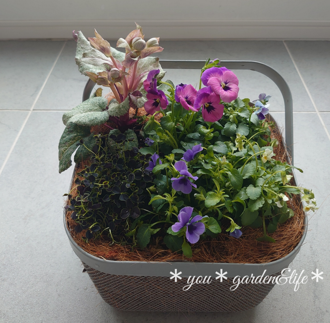 真冬の寄せ植え＊パンジービオラ＆クリスマスローズで♡＊ | ＊you