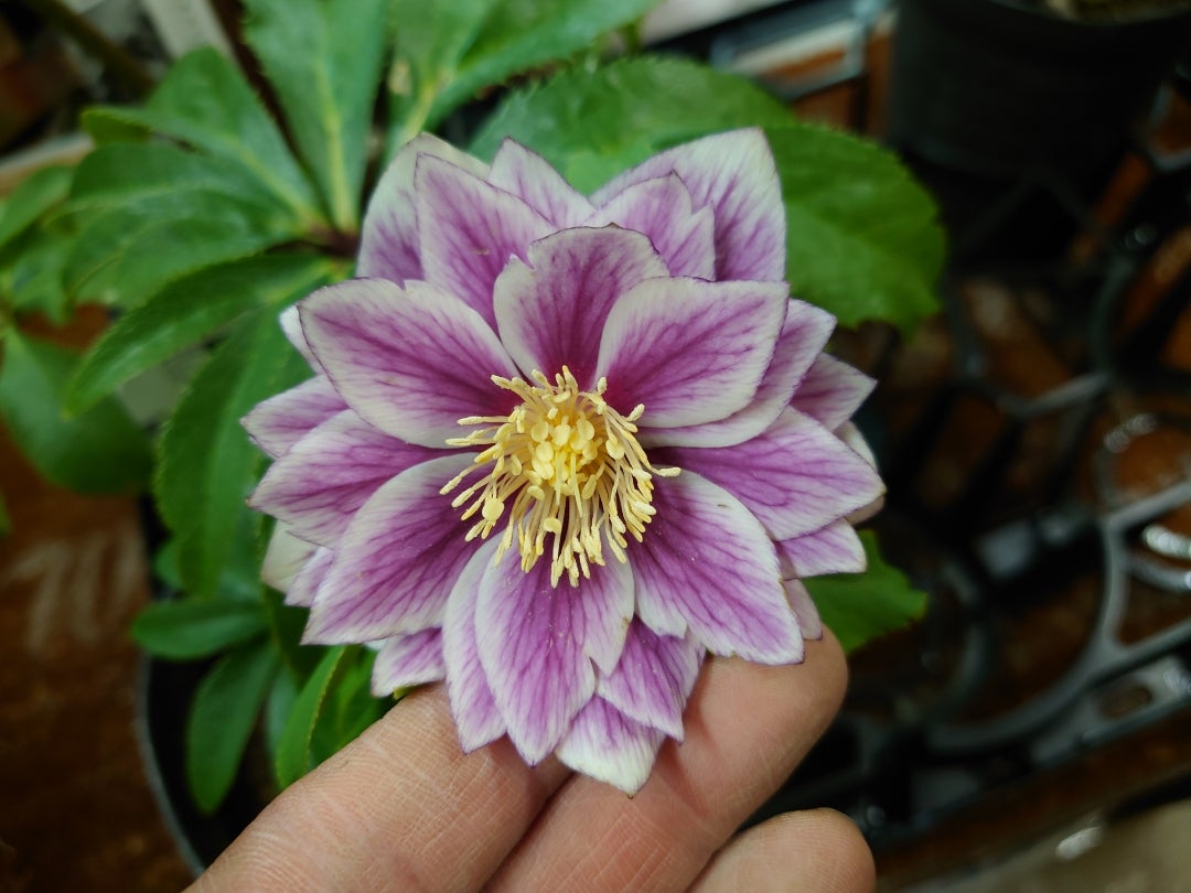 広瀬園芸さんのクリスマスローズと堀切園さんのピンクニゲル販売