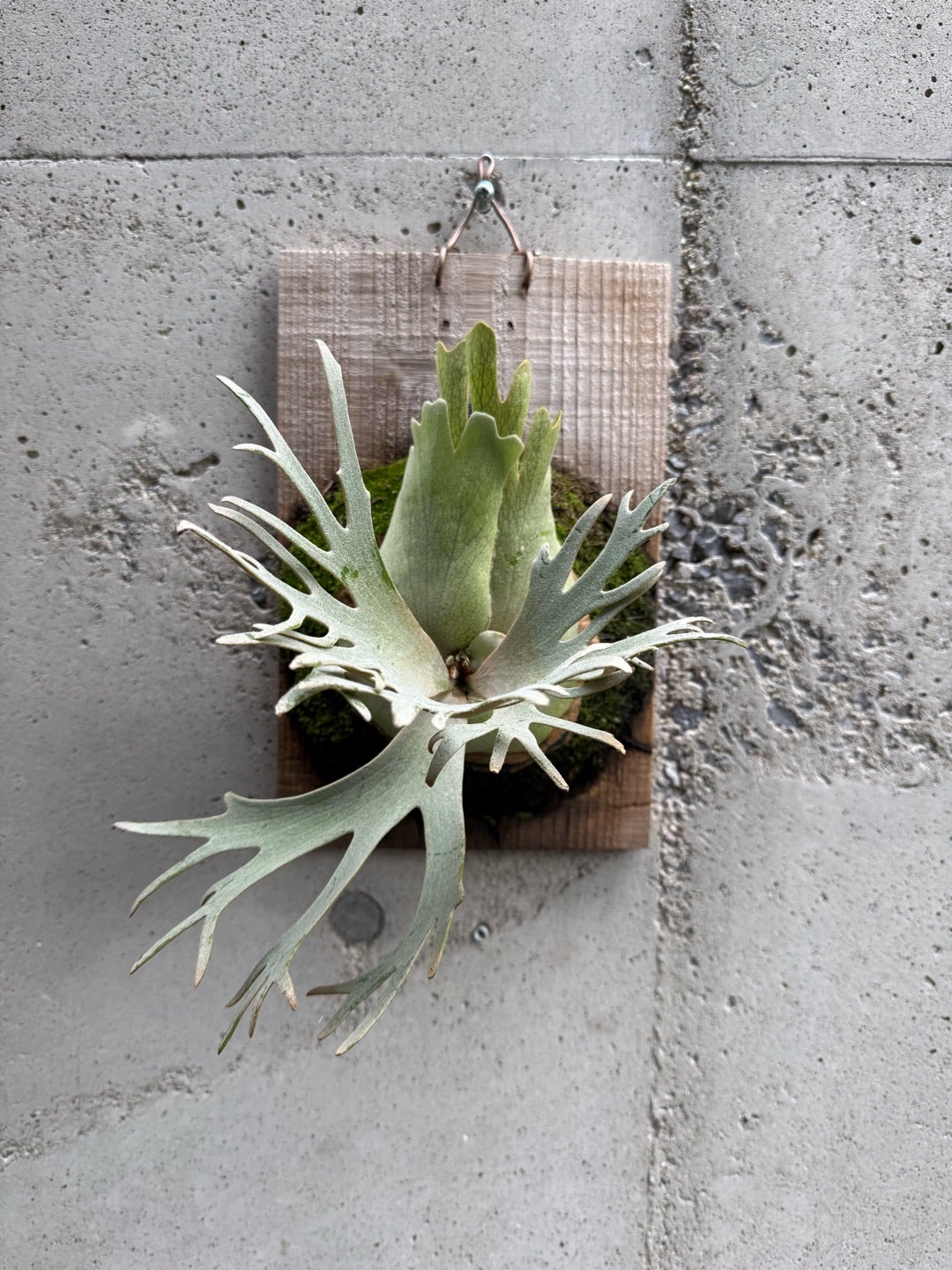 ビカクシダ ジェイドガール（P. willinckii Jade Girl spore) ①