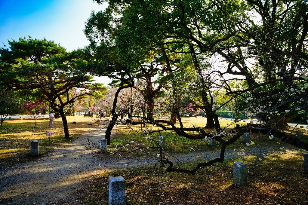 京都御苑の梅林にて | 遠い世界に