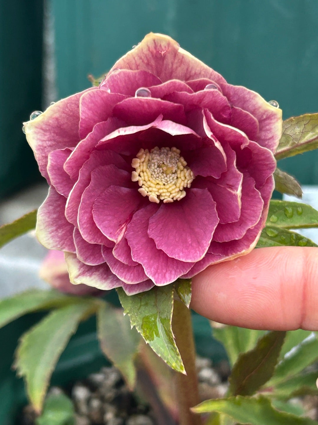 今朝のクリスマスローズ＊ソレイユはどこに⁈ | Kazumi's Diary