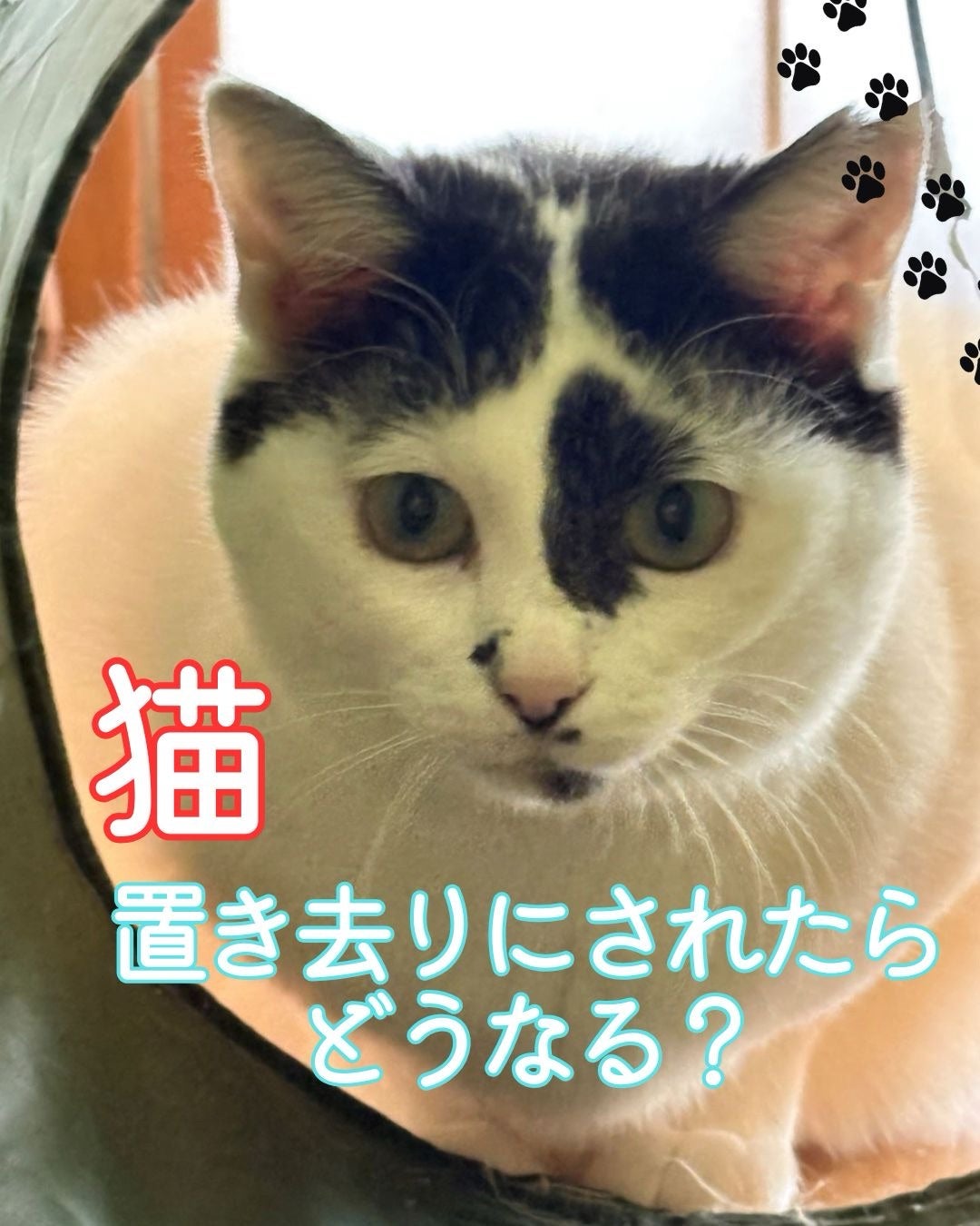 猫 置き去り 飼育放棄 キャットシッター 備える | あしながねこ