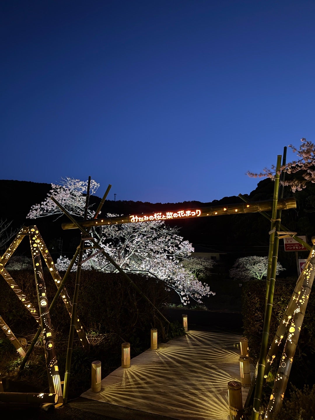 2026年伊豆河津桜旅行 その2 みなみの桜の夜桜散歩 | Stitch Diary