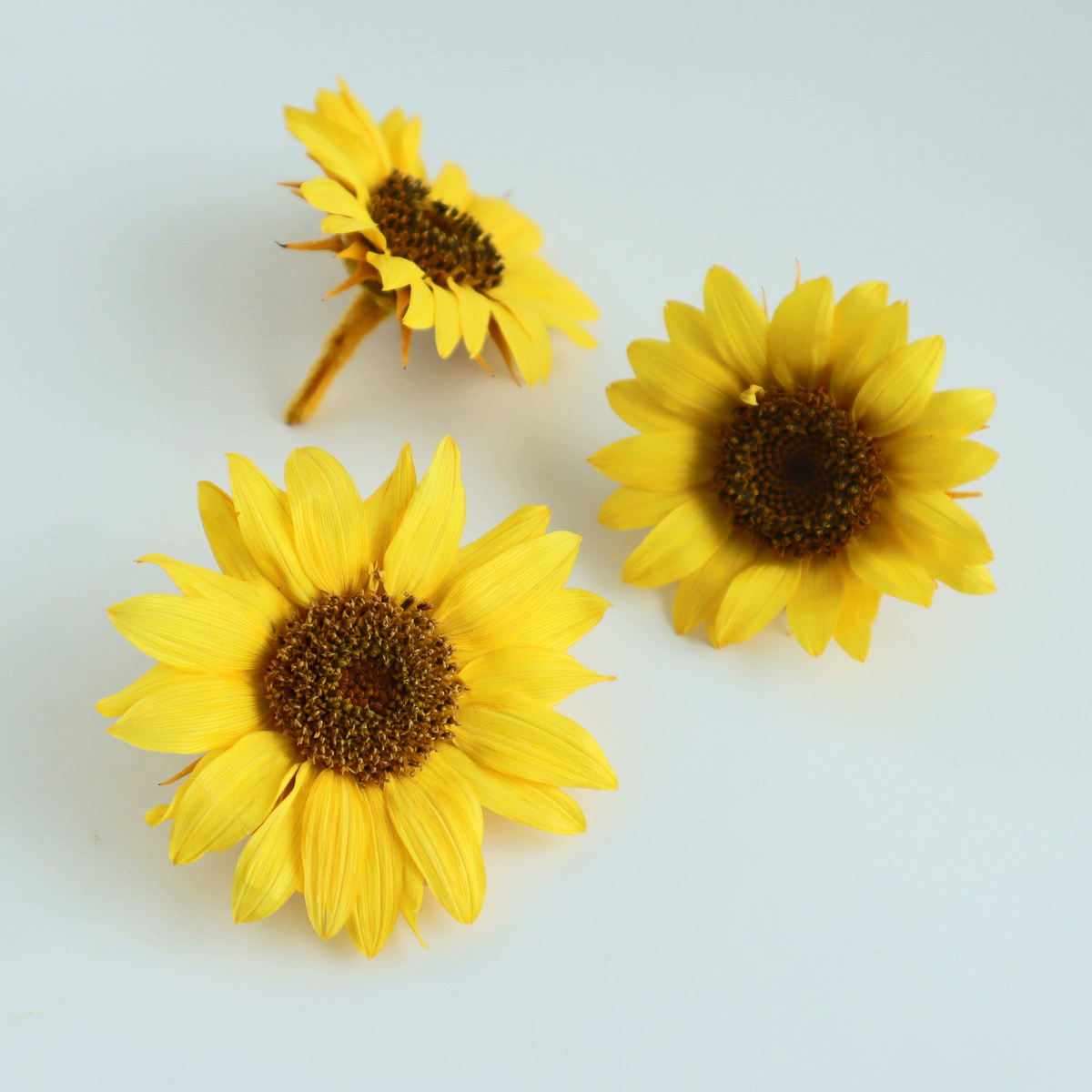 即日☆【プリザーブド】南原農園/ひまわり(サフランイエロー) M 3輪