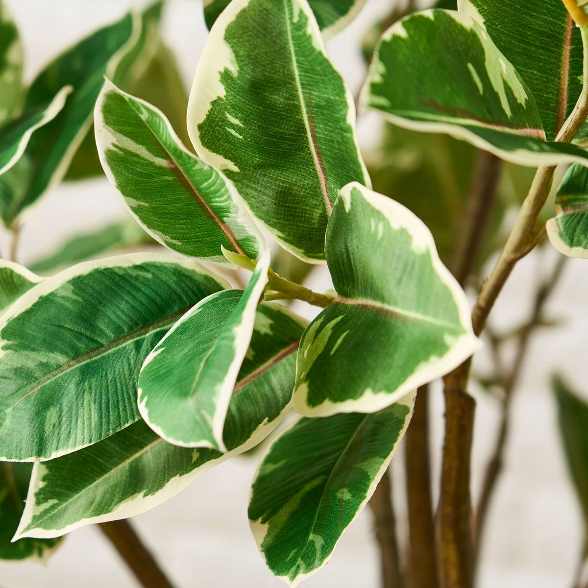 直送】【人工観葉植物】MAGIQ東京堂/☆AX☆ラバーツリー斑入ポット