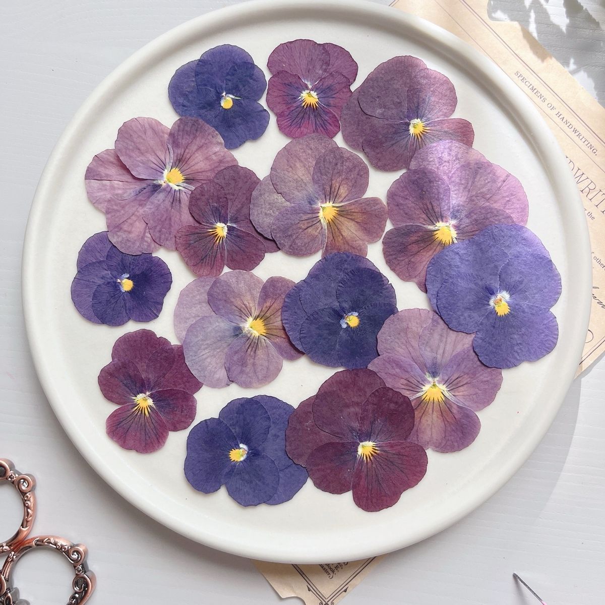 ドライ】m flowers/押し花 ビオラ 紫系ミックス - 花材通販はなどんや