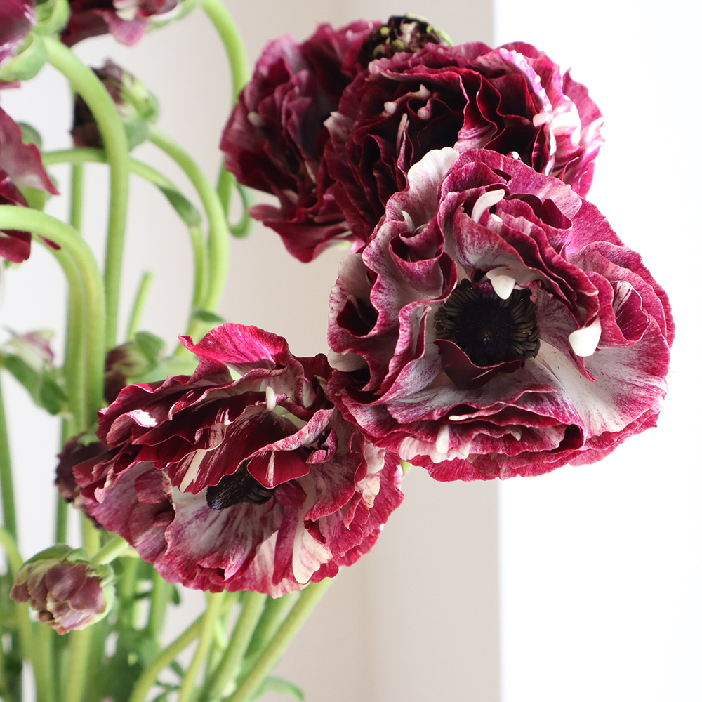 生花】ラナンキュラス カーディナル(バーガンディ)JA高千穂【早締切-50