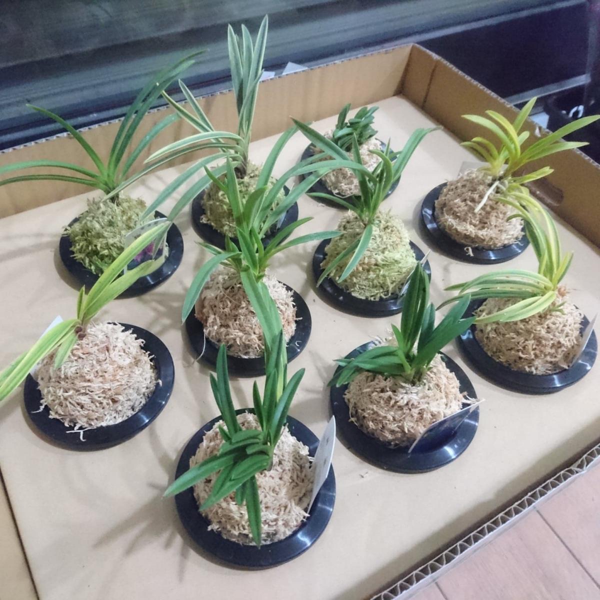 送料無料】【生花/鉢】富貴蘭 品種おまかせ(3.5寸鉢)※花は咲いていませ