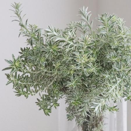 直前!】オーストラリアンローズマリー(ウエストリンギア)35センチ程度