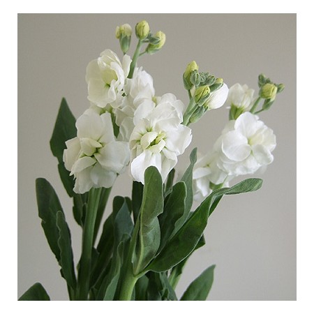 生花】【ITA中止】スプレーストック(白)60cm〜 - 花材通販はなどんや