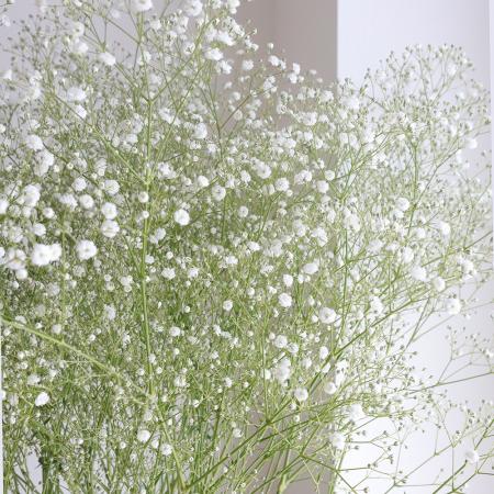 カスミソウ(かすみ草)|生花・切り花 通販 - はなどんやアソシエ