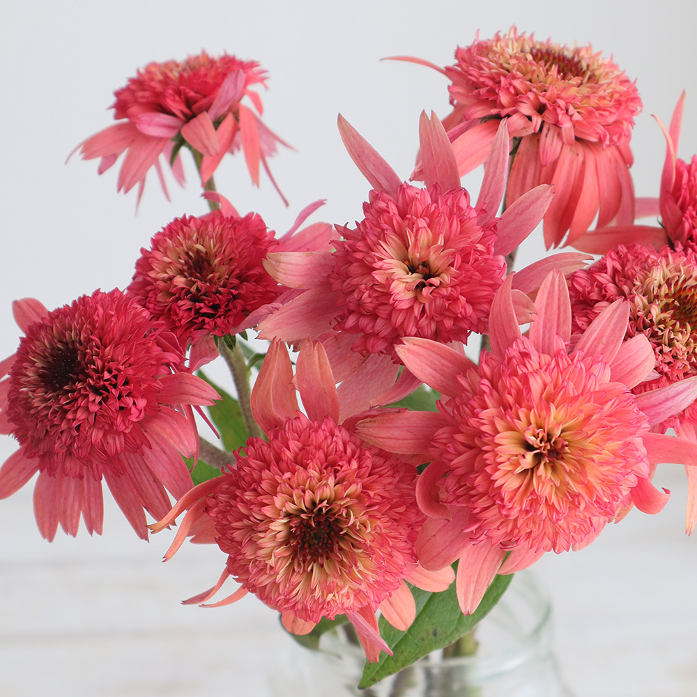 08直前!FJ】エキナセア ラズベリートリュフ(ピンク)30cm みなみ信州