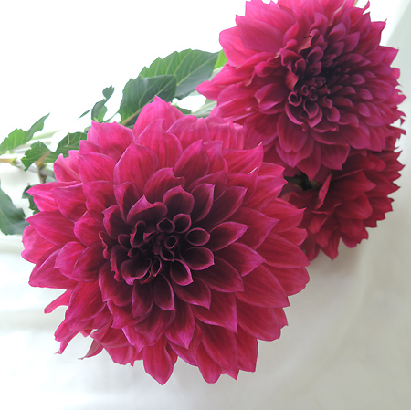 生花】ダリア NAMAHAGEパープル【OT】:今週のオトク!※火・木・土曜でお