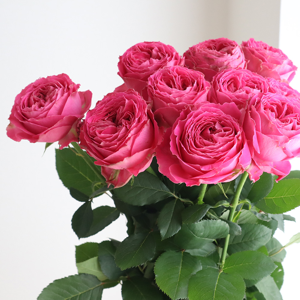 生花】バラ ポムグラニット+(ピンク)【OT】 - 花材通販はなどんやアソシエ