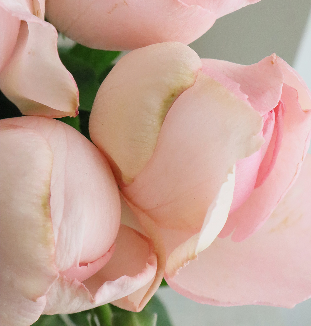 08直前SE】バラ サシェスジェ 50cm(ライトピンク)増田バラ園【生花