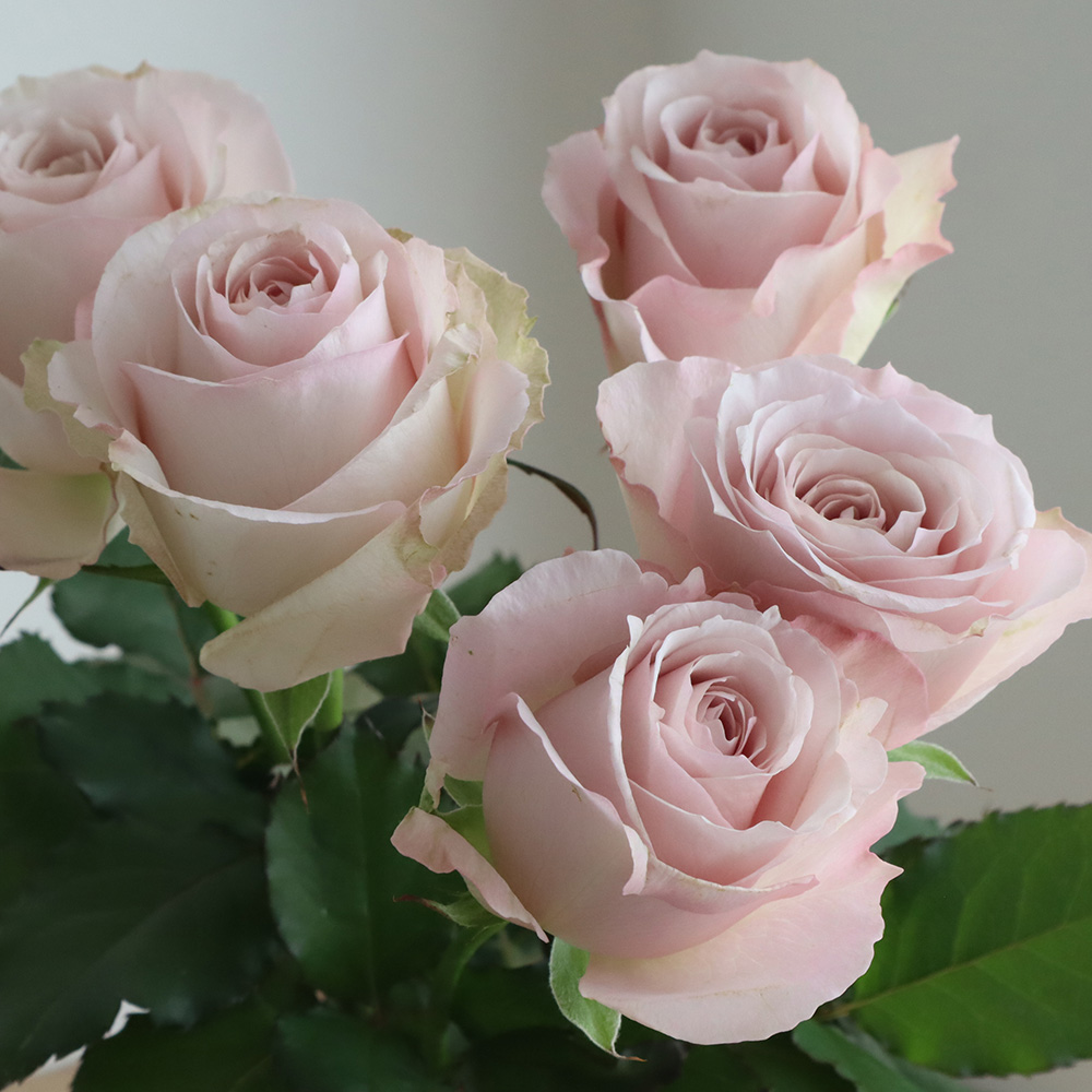 生花】バラ ラプソディ+(淡いピンクラベンダー)40CM-【OT】 - 花材通販