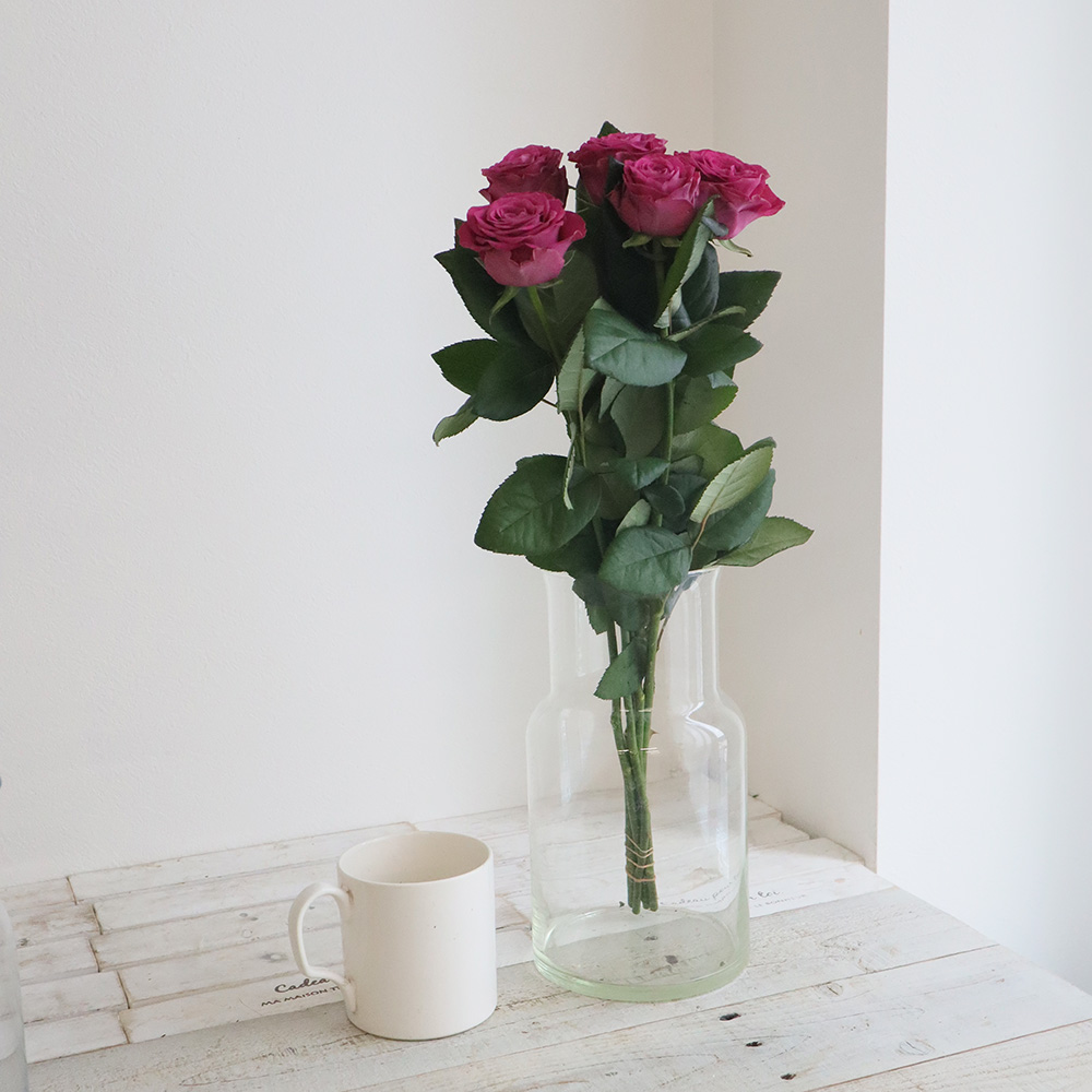 08直前SE】バラ プレシャスモーメント(パープル)45cm- 國枝バラ園