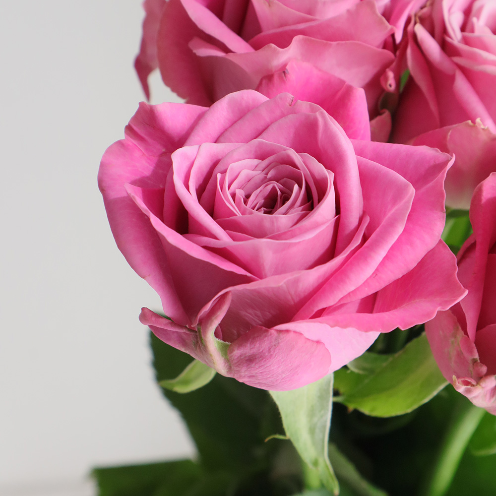 生花】バラ ピンクマスカレードTM(ピンク) 50cm 池田バラ園 【IT