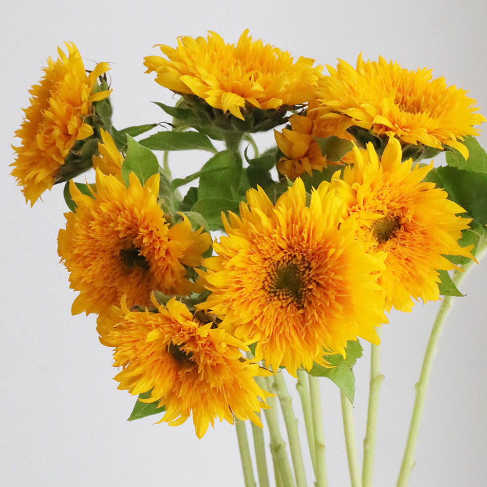 生花】ヒマワリ マヤダブル、東北八重など(オレンジ八重系)7～10cm前後