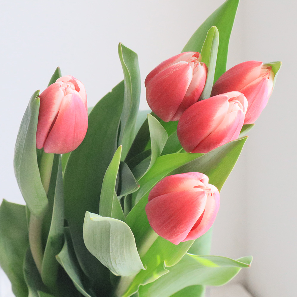 生花】チューリップ ダッチデザイン(赤白複色)一重 - 花材通販はなどん