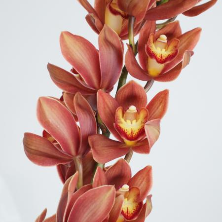 シンビジューム(シンビジウム)|生花・切り花 通販 - はなどんやアソシエ