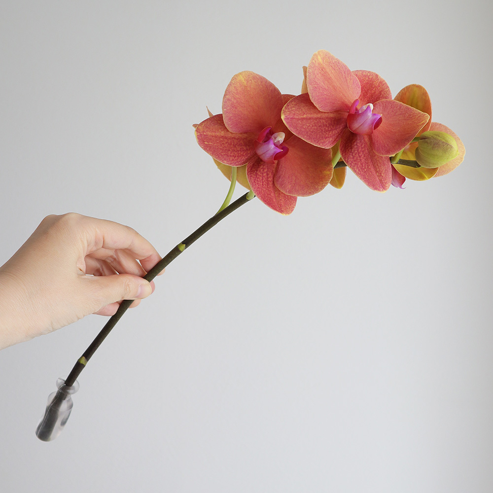 生花】ミディ胡蝶蘭 サーフソング(約5輪)オレンジ系 加藤洋ラン園【IT