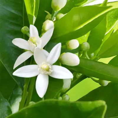 ジ アンジェヌー カズン フローラ 香水 | ペンハリガン | お試しサイズ