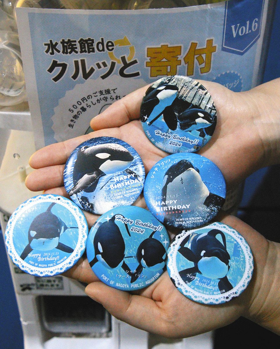 シャチの餌代寄付のお礼は缶バッジ 名古屋港水族館が制作：中日新聞Web