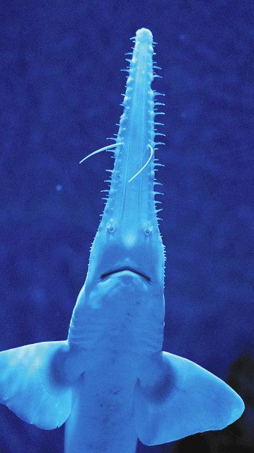 すいスイっと＞ （19）＠名港水族館 ノコギリザメ 獲物を狙う