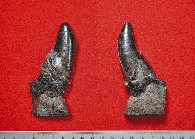 長崎で大型ティラノ歯化石 恐竜博物館など発見 8000万年前地層と