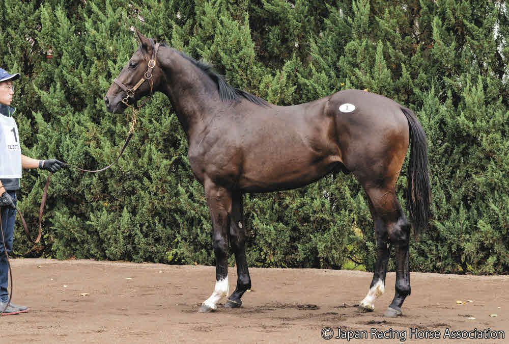 セレクトセール2025】史上最高の落札総額を記録、1億超えは42頭 初日1