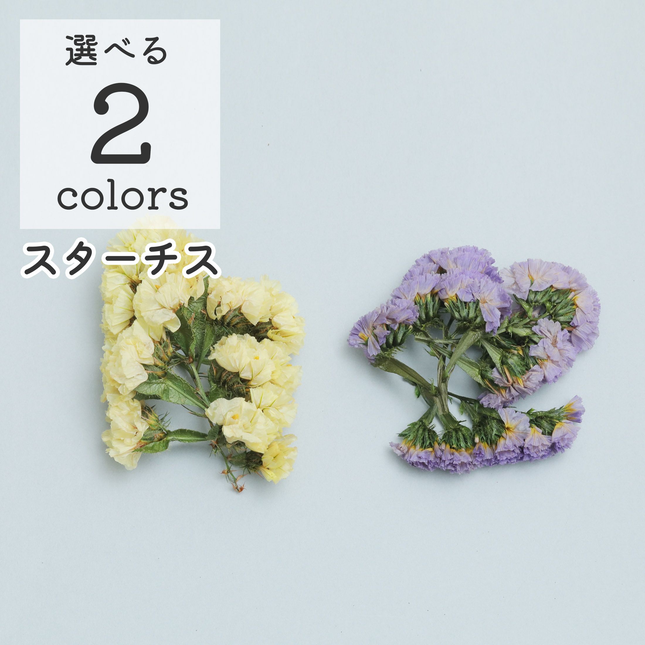 小分け】ソフトスターチス ドライフラワー | クロッチャショップ