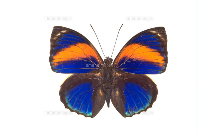 ファルキドンミイロタテハ[25107001098]の写真・イラスト素材｜アマナ