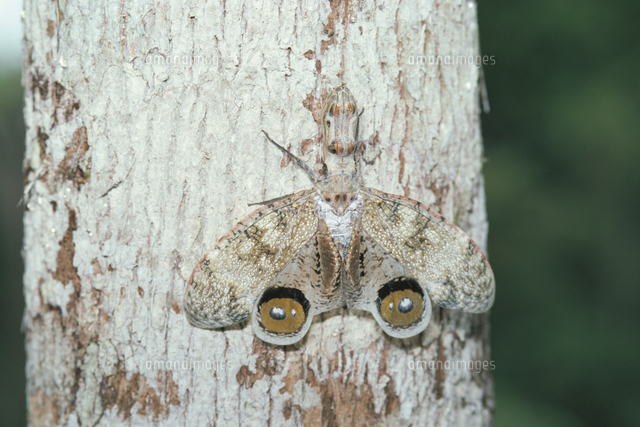 後翅の目玉模様を見せて威嚇するユカタンビワハゴロモ[32184000005]の