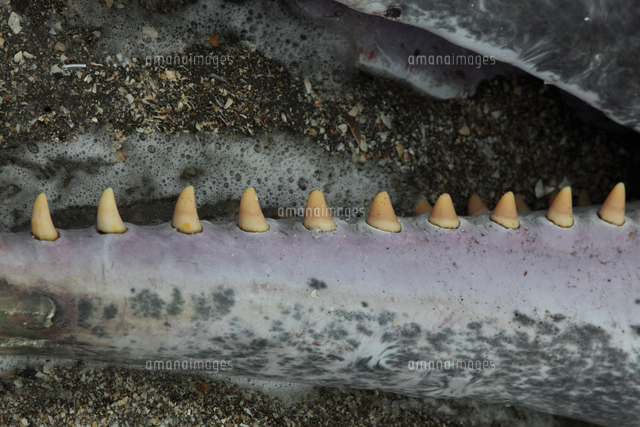 マッコウクジラの歯[32186000808]の写真・イラスト素材｜アマナイメージズ